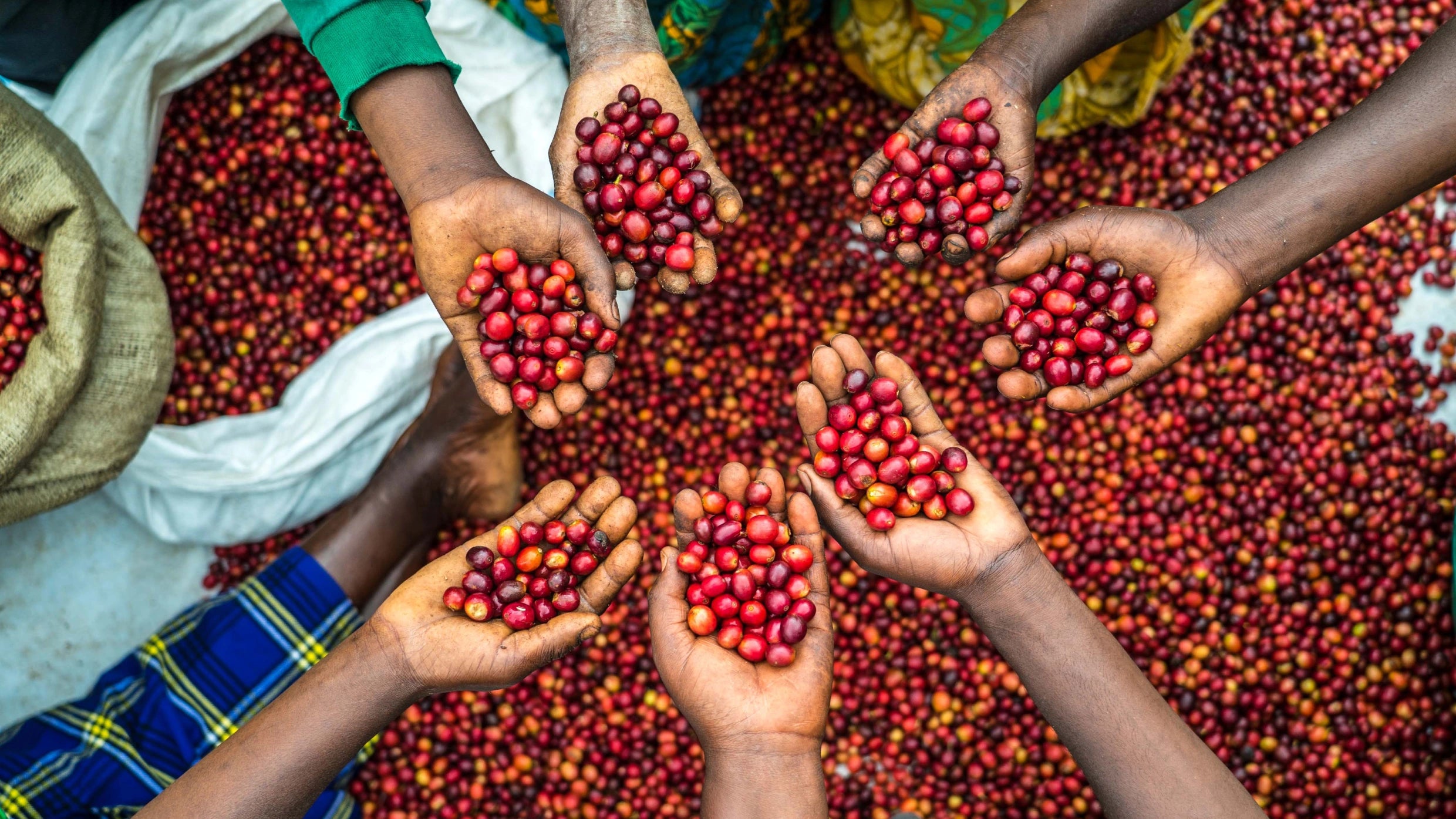Several hands holding ripe red coffee cherries in Uganda